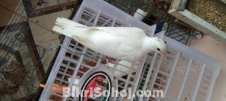 Austrilian white Dove